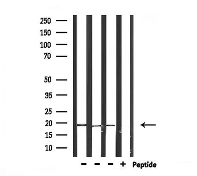 PRL3 Antibody in Western Blot (WB)