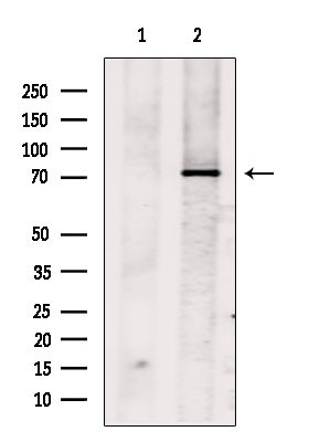 Zyxin Antibody in Western Blot (WB)