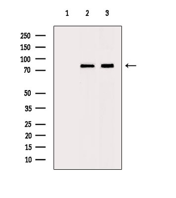 Zyxin Antibody in Western Blot (WB)