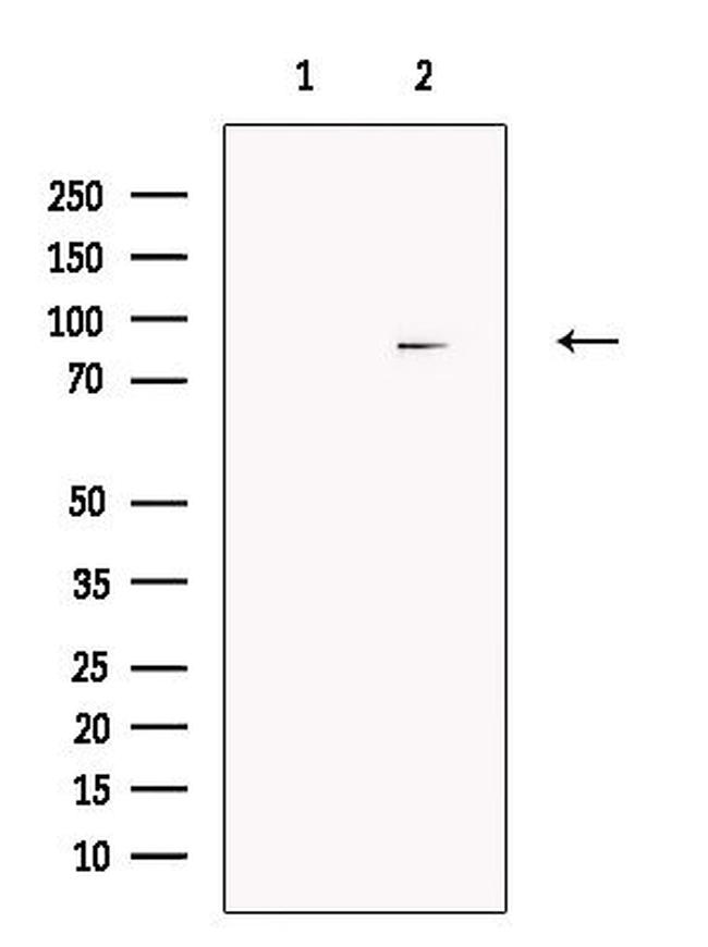 Cullin 4A Antibody in Western Blot (WB)