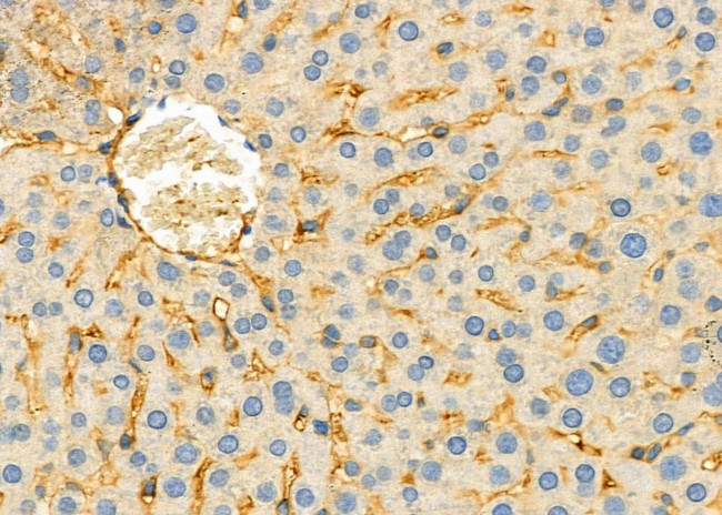 CHRM5 Antibody in Immunohistochemistry (Paraffin) (IHC (P))