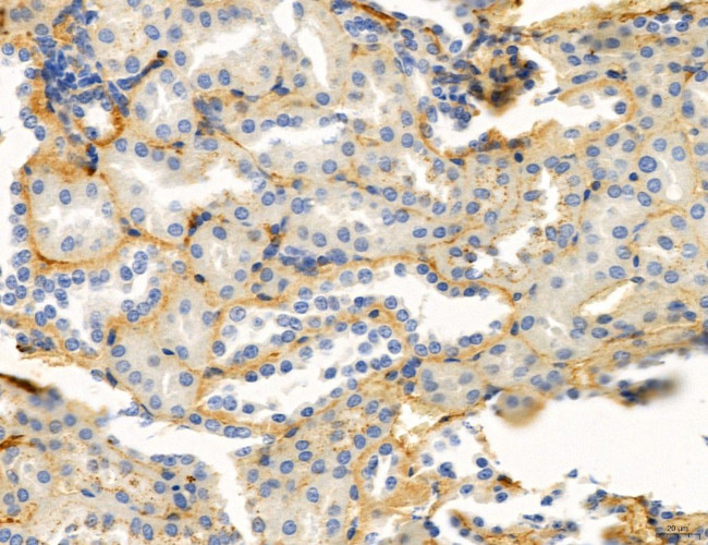 Ephrin B2 Antibody in Immunohistochemistry (Paraffin) (IHC (P))