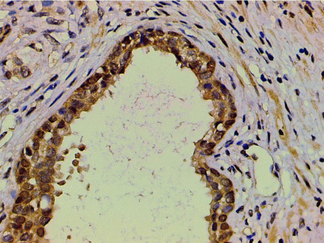 Ephrin B2 Antibody in Immunohistochemistry (Paraffin) (IHC (P))