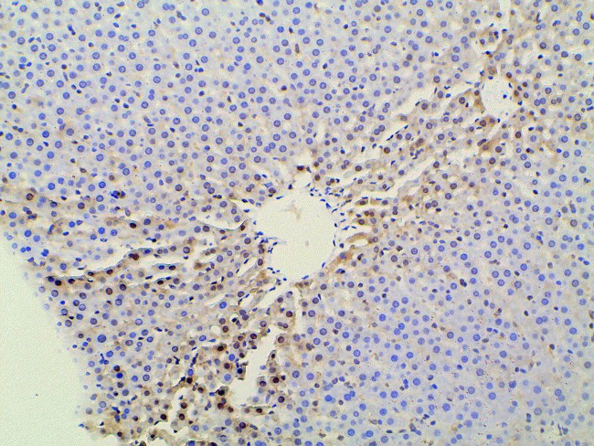 Ephrin B2 Antibody in Immunohistochemistry (Paraffin) (IHC (P))