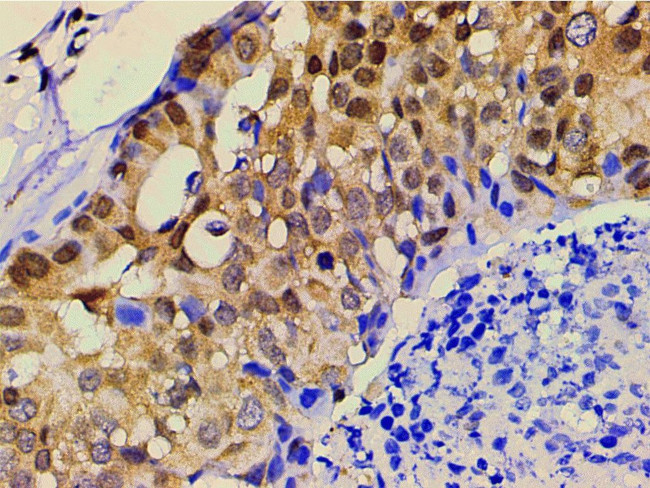 Ephrin B2 Antibody in Immunohistochemistry (Paraffin) (IHC (P))