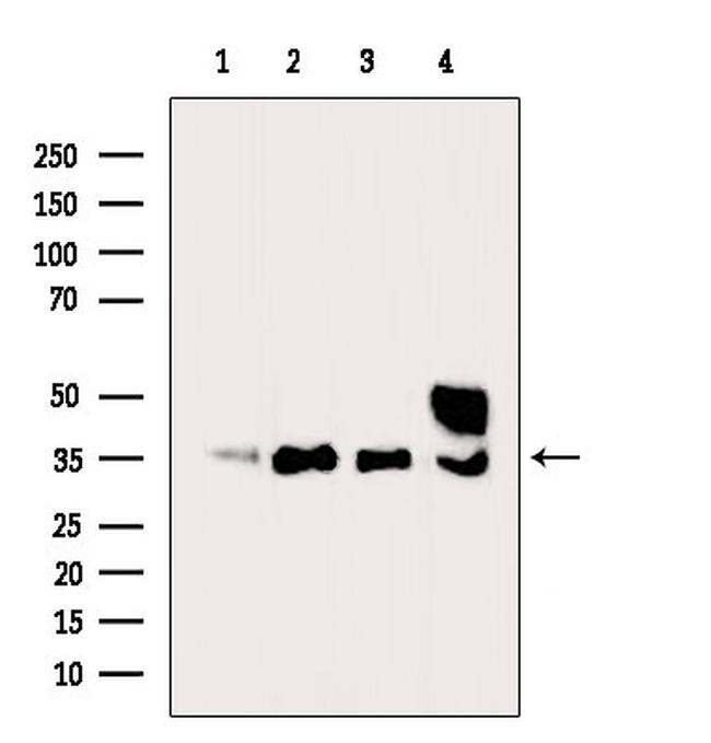 Ephrin B2 Antibody in Western Blot (WB)