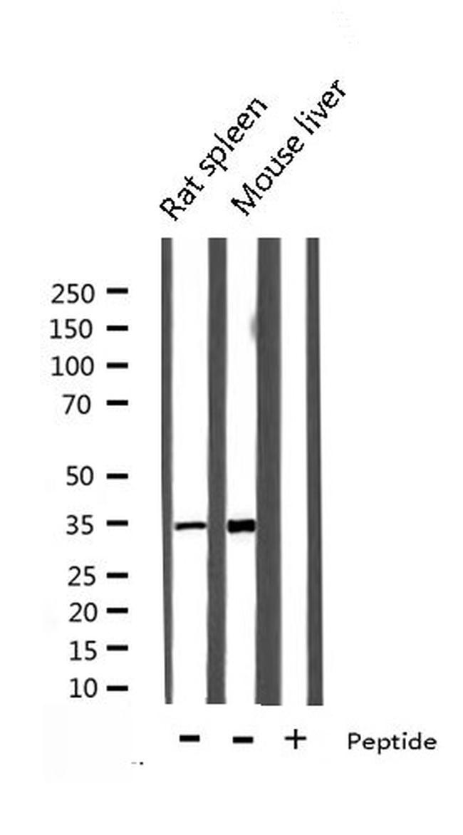 Ephrin B2 Antibody in Western Blot (WB)