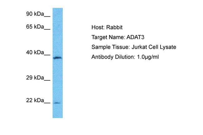 ADAT3 Antibody in Western Blot (WB)