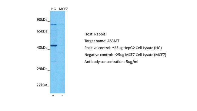 AS3MT Antibody in Western Blot (WB)