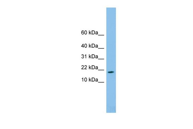 TAFA4 Antibody in Western Blot (WB)