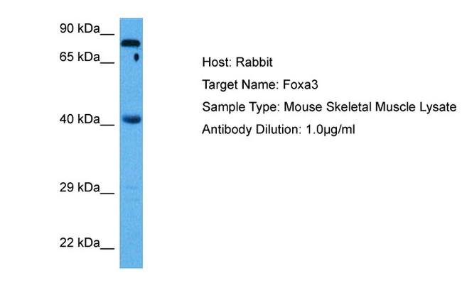 FOXA3 Antibody in Western Blot (WB)