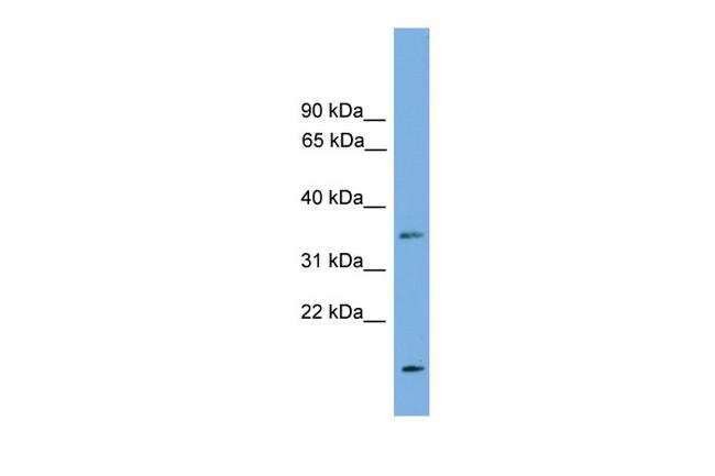 LIX1L Antibody in Western Blot (WB)