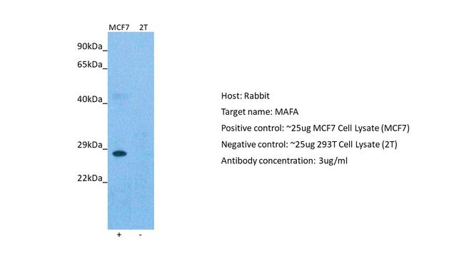 c-MAF Antibody in Western Blot (WB)