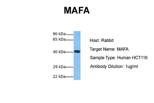 c-MAF Antibody in Western Blot (WB)