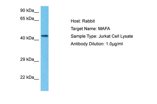 c-MAF Antibody in Western Blot (WB)