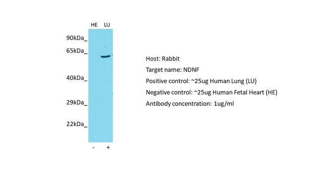 C4orf31 Antibody in Western Blot (WB)