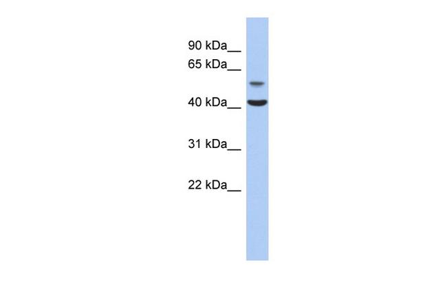 OLFML1 Antibody in Western Blot (WB)