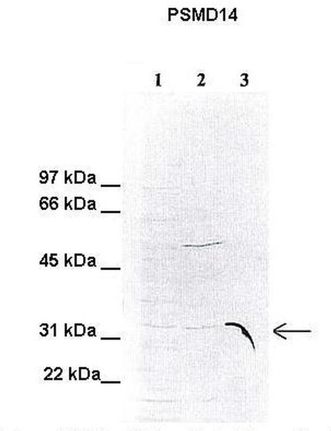 PSMD14 Antibody in Western Blot (WB)