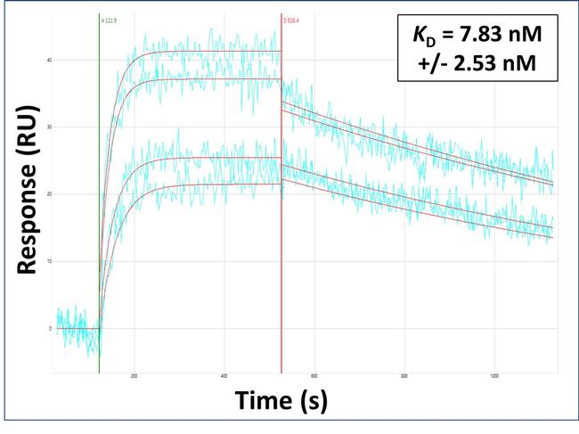 SLC12A8 Antibody in Surface plasmon resonance (SPR)