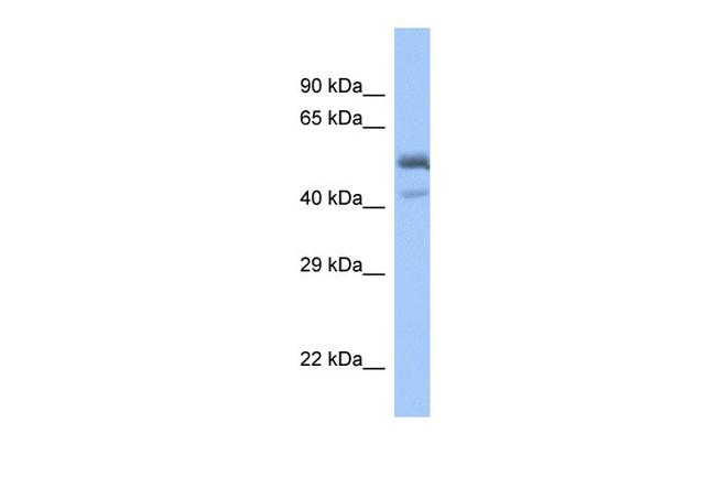 PDEF Antibody in Western Blot (WB)