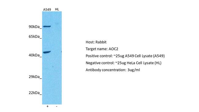 AOC2 Antibody in Western Blot (WB)