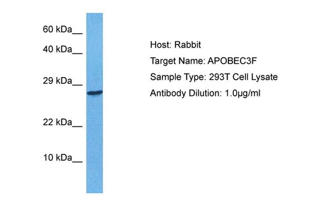 APOBEC3F Antibody in Western Blot (WB)