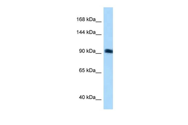 SGEF Antibody in Western Blot (WB)