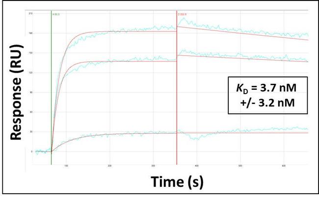 ATP6V0D2 Antibody in Surface plasmon resonance (SPR)