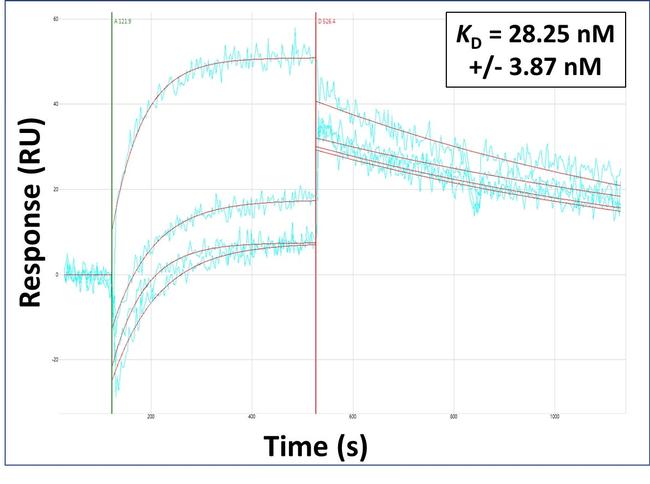 CD151 Antibody in Surface plasmon resonance (SPR)