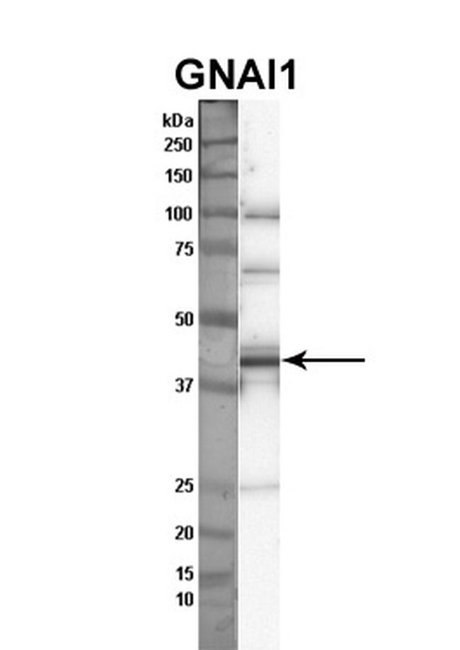 GNAI1 Antibody in Western Blot (WB)