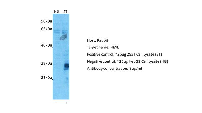 HEYL Antibody in Western Blot (WB)