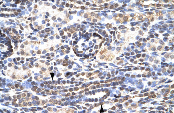 KLF9 Antibody in Immunohistochemistry (Paraffin) (IHC (P))