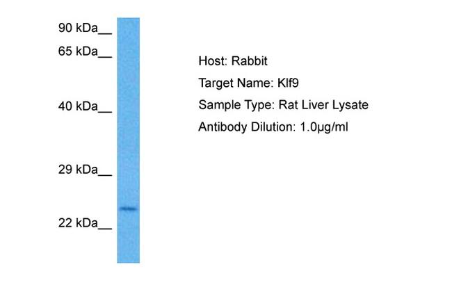 KLF9 Antibody in Western Blot (WB)