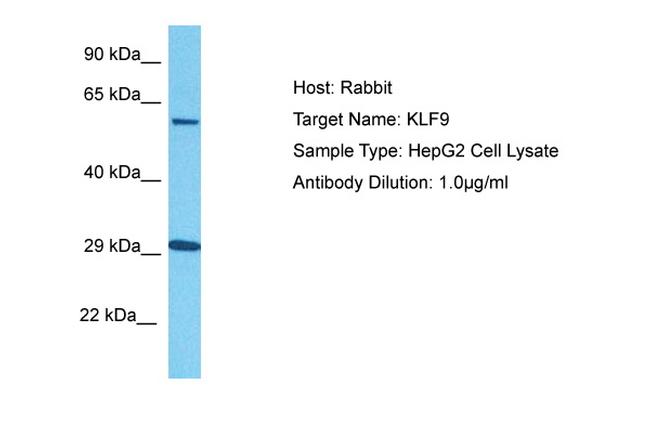 KLF9 Antibody in Western Blot (WB)