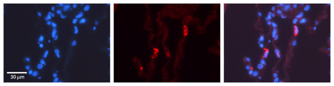 VIP36 Antibody in Immunohistochemistry (Paraffin) (IHC (P))