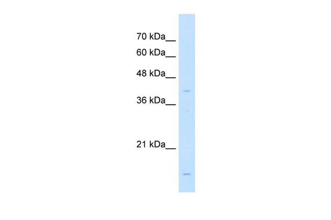 VIP36 Antibody in Western Blot (WB)