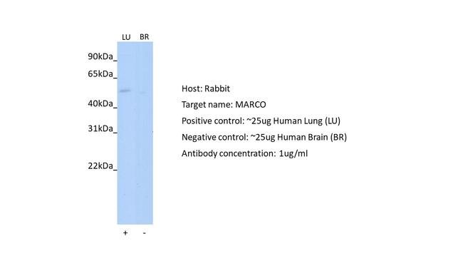 MARCO Antibody in Western Blot (WB)