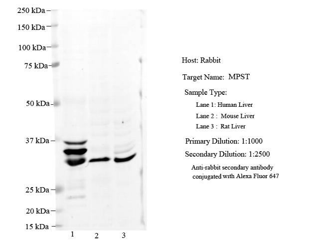 MPST Antibody in Western Blot (WB)