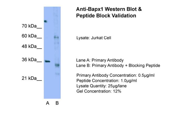 Nkx3.2 Antibody in Western Blot (WB)