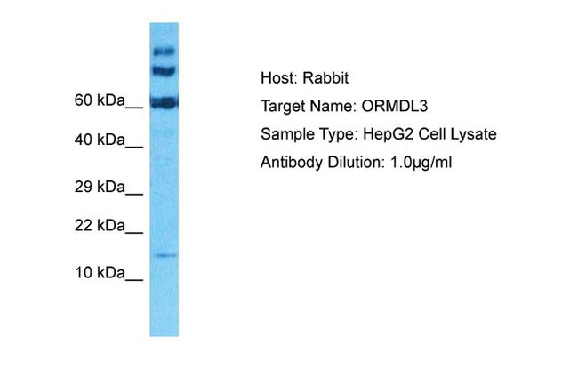 ORMDL3 Antibody in Western Blot (WB)