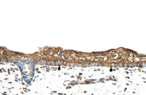 RBPMS Antibody in Immunohistochemistry (Paraffin) (IHC (P))