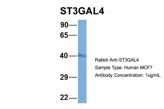 ST3GAL4 Antibody in Western Blot (WB)