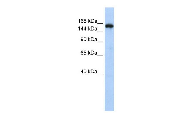 Synaptojanin 1 Antibody in Western Blot (WB)