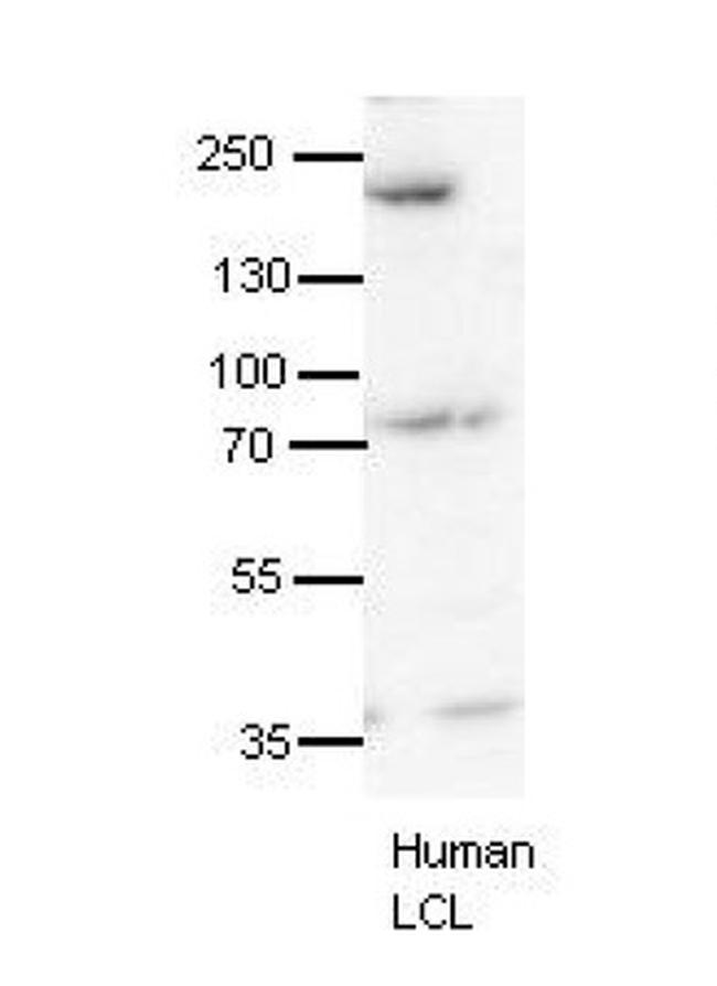 Synaptojanin 1 Antibody in Western Blot (WB)