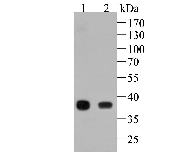 FBP1 Antibody in Western Blot (WB)