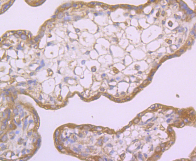 LOX-1 Antibody in Immunohistochemistry (Paraffin) (IHC (P))