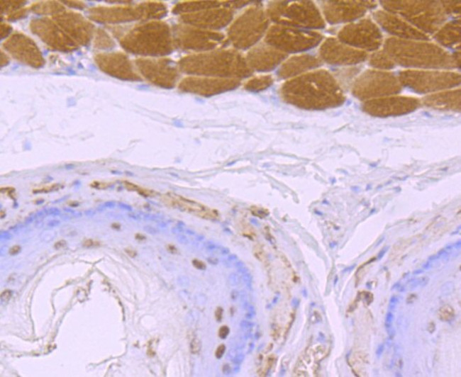 4EBP1 Antibody in Immunohistochemistry (Paraffin) (IHC (P))