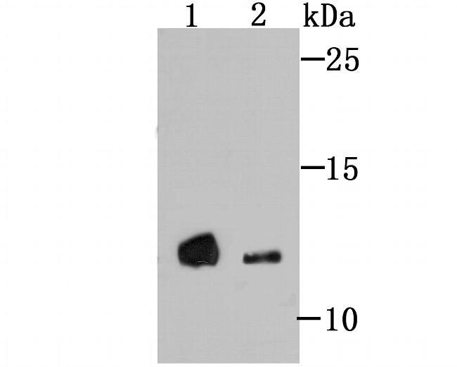 4EBP1 Antibody in Western Blot (WB)