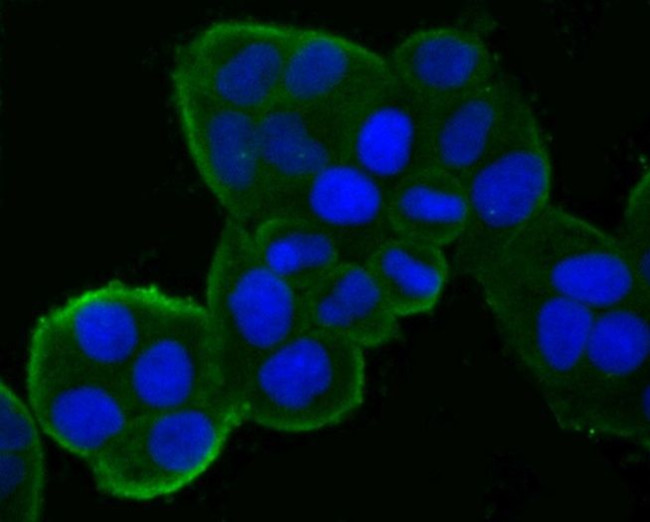 DDIT4 Antibody in Immunocytochemistry (ICC/IF)