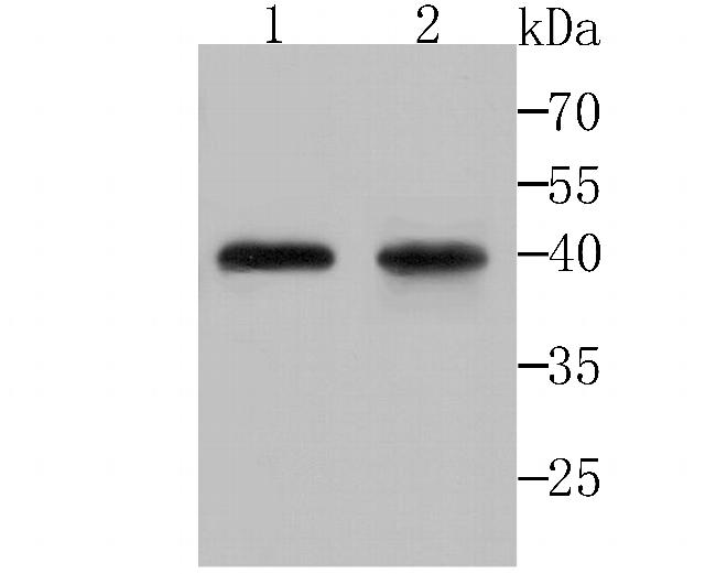 DDIT4 Antibody in Western Blot (WB)